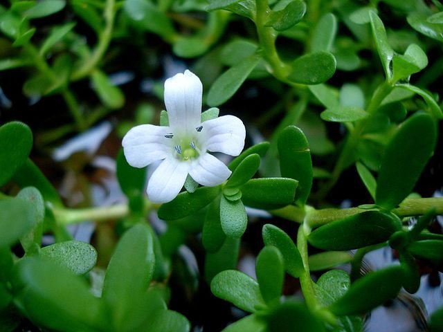 Herbs for Brain Health