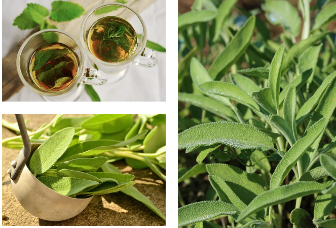 Benefits of Sage Tea