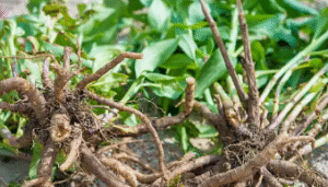 herbal remedies for better sleep