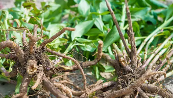 herbal remedies for better sleep